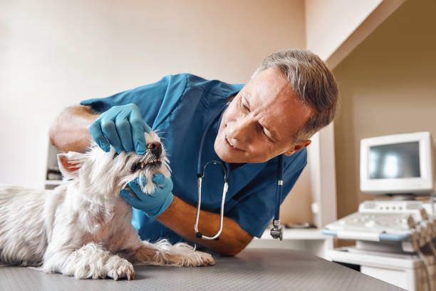 Best Emergency Dental Surgery in Big Sandy, TX